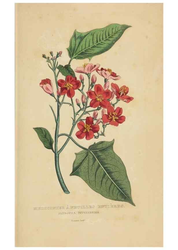 Reproducción/Reproduction 9368541801: Dictionnaire classique des sciences naturelles :. Brussels :Meline, Cans et Ce.,1853.
