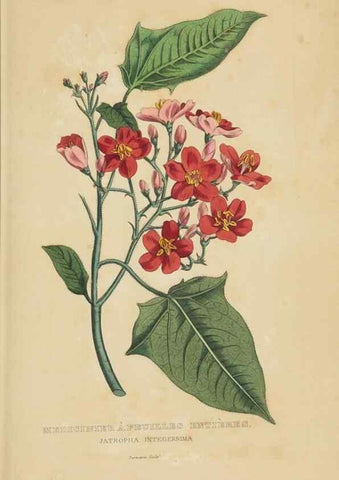 Reproducción/Reproduction 9368541801: Dictionnaire classique des sciences naturelles :. Brussels :Meline, Cans et Ce.,1853.
