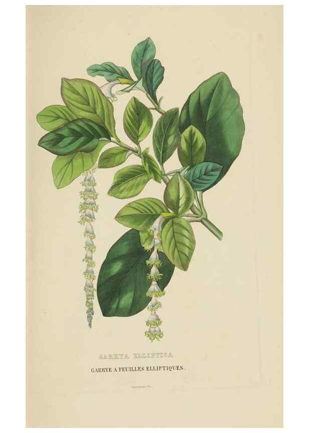 Reproducción/Reproduction 9371321602: Dictionnaire classique des sciences naturelles :. Brussels :Meline, Cans et Ce.,1853.