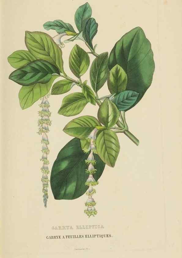 Reproducción/Reproduction 9371321602: Dictionnaire classique des sciences naturelles :. Brussels :Meline, Cans et Ce.,1853.