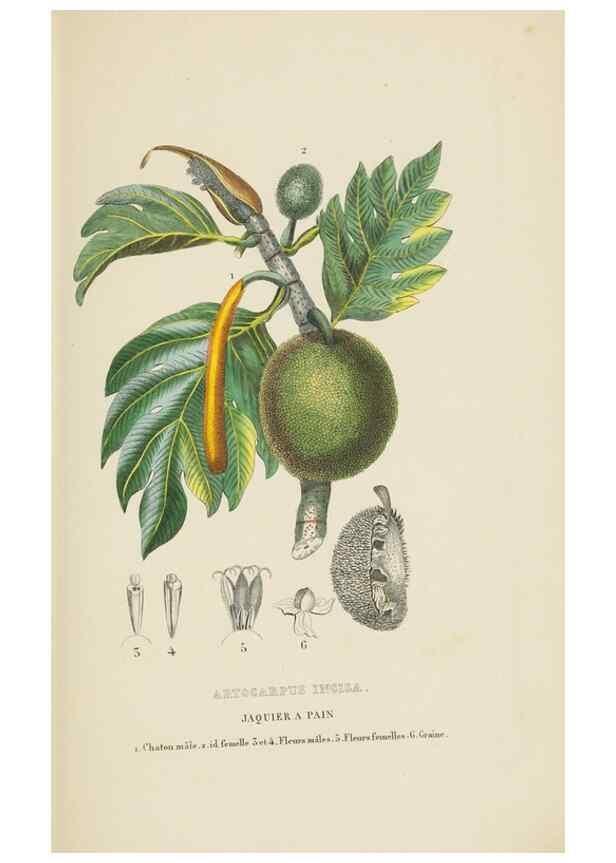 Reproducción/Reproduction 9371322578: Dictionnaire classique des sciences naturelles :. Brussels :Meline, Cans et Ce.,1853.