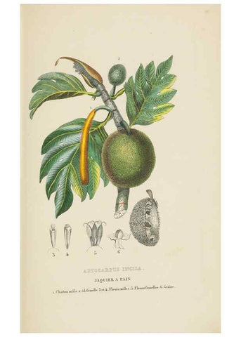 Reproducción/Reproduction 9371322578: Dictionnaire classique des sciences naturelles :. Brussels :Meline, Cans et Ce.,1853.