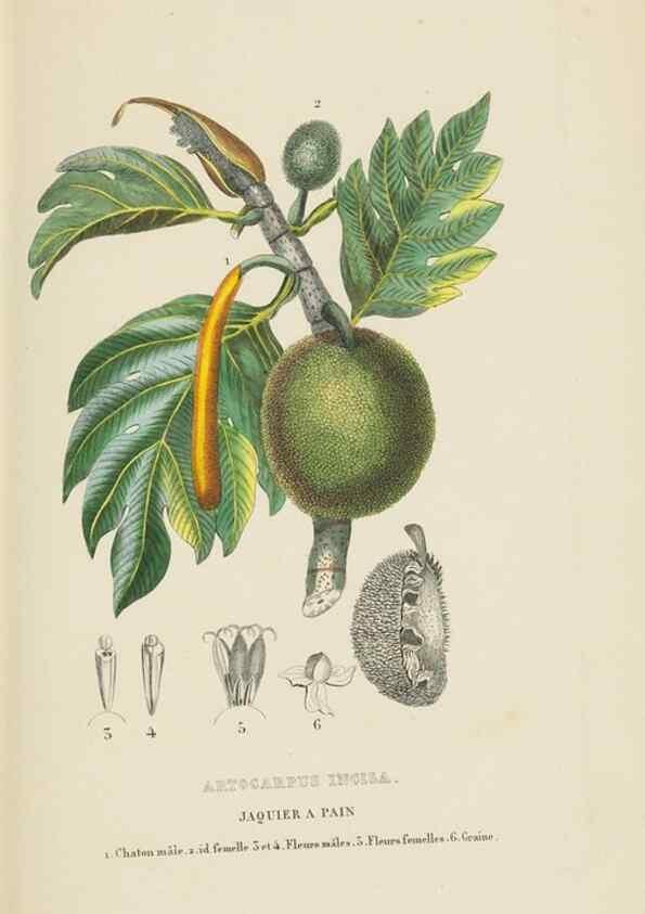 Reproducción/Reproduction 9371322578: Dictionnaire classique des sciences naturelles :. Brussels :Meline, Cans et Ce.,1853.