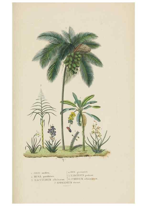 Reproducción/Reproduction 9368544839: Dictionnaire classique des sciences naturelles :. Brussels :Meline, Cans et Ce.,1853.