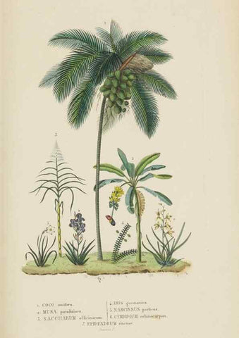 Reproducción/Reproduction 9368544839: Dictionnaire classique des sciences naturelles :. Brussels :Meline, Cans et Ce.,1853.