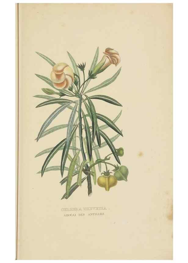Reproducción/Reproduction 9368529617: Dictionnaire classique des sciences naturelles :. Brussels :Meline, Cans et Ce.,1853.