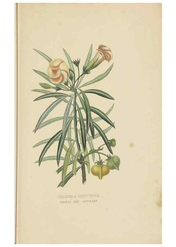 Reproducción/Reproduction 9368529617: Dictionnaire classique des sciences naturelles :. Brussels :Meline, Cans et Ce.,1853.