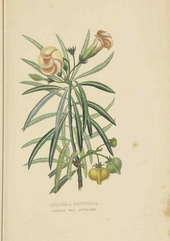 Reproducción/Reproduction 9368529617: Dictionnaire classique des sciences naturelles :. Brussels :Meline, Cans et Ce.,1853.