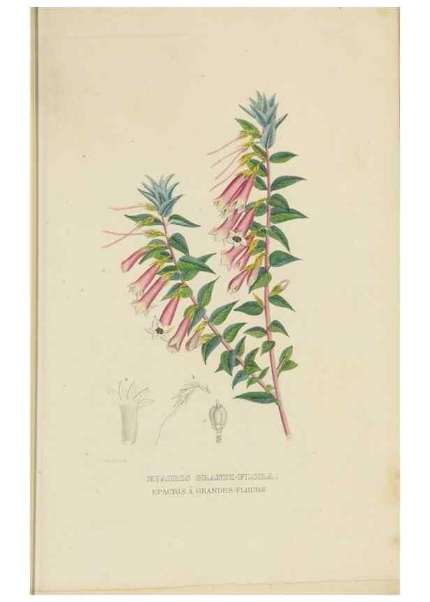 Reproducción/Reproduction 9368528891: Dictionnaire classique des sciences naturelles :. Brussels :Meline, Cans et Ce.,1853.