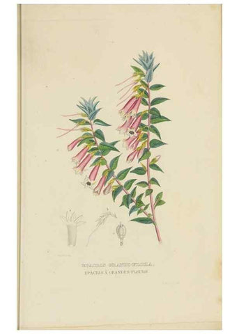 Reproducción/Reproduction 9368528891: Dictionnaire classique des sciences naturelles :. Brussels :Meline, Cans et Ce.,1853.