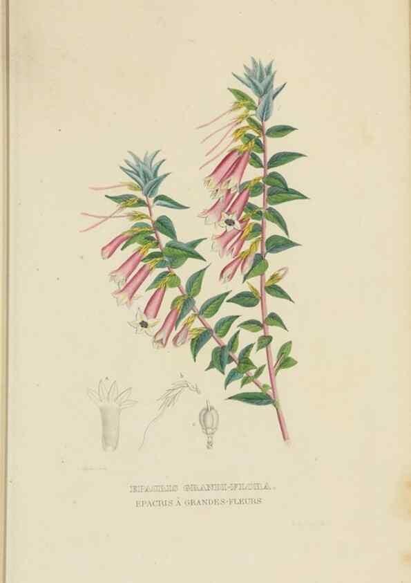 Reproducción/Reproduction 9368528891: Dictionnaire classique des sciences naturelles :. Brussels :Meline, Cans et Ce.,1853.