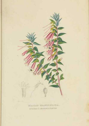 Reproducción/Reproduction 9368528891: Dictionnaire classique des sciences naturelles :. Brussels :Meline, Cans et Ce.,1853.
