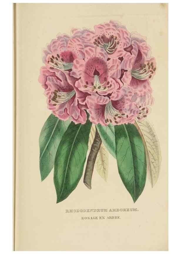 Reproducción/Reproduction 9371307062: Dictionnaire classique des sciences naturelles :. Brussels :Meline, Cans et Ce.,1853.