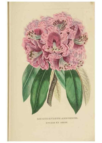 Reproducción/Reproduction 9371307062: Dictionnaire classique des sciences naturelles :. Brussels :Meline, Cans et Ce.,1853.
