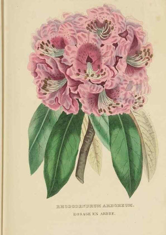 Reproducción/Reproduction 9371307062: Dictionnaire classique des sciences naturelles :. Brussels :Meline, Cans et Ce.,1853.