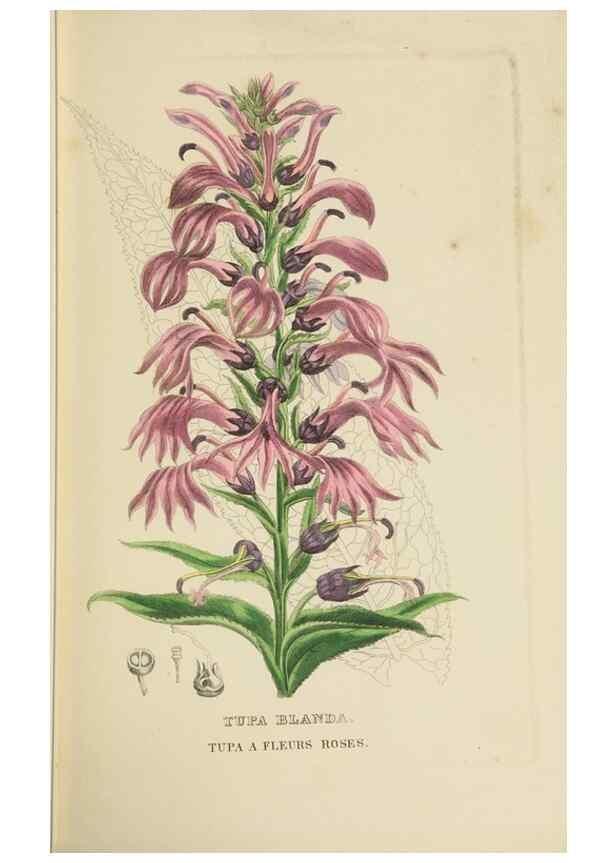 Reproducción/Reproduction 9371306074: Dictionnaire classique des sciences naturelles :. Brussels :Meline, Cans et Ce.,1853.