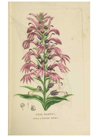 Reproducción/Reproduction 9371306074: Dictionnaire classique des sciences naturelles :. Brussels :Meline, Cans et Ce.,1853.