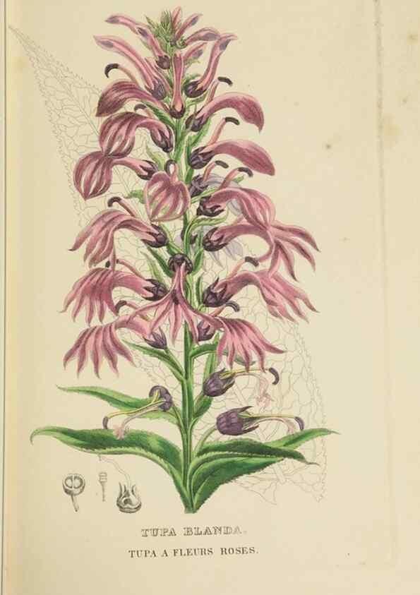 Reproducción/Reproduction 9371306074: Dictionnaire classique des sciences naturelles :. Brussels :Meline, Cans et Ce.,1853.
