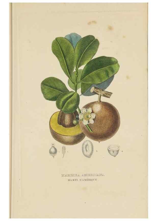 Reproducción/Reproduction 9368510779: Dictionnaire classique des sciences naturelles :. Brussels :Meline, Cans et Ce.,1853.