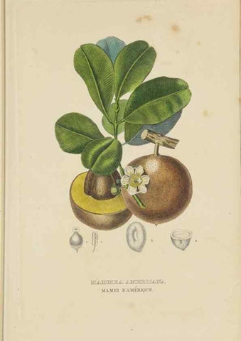Reproducción/Reproduction 9368510779: Dictionnaire classique des sciences naturelles :. Brussels :Meline, Cans et Ce.,1853.