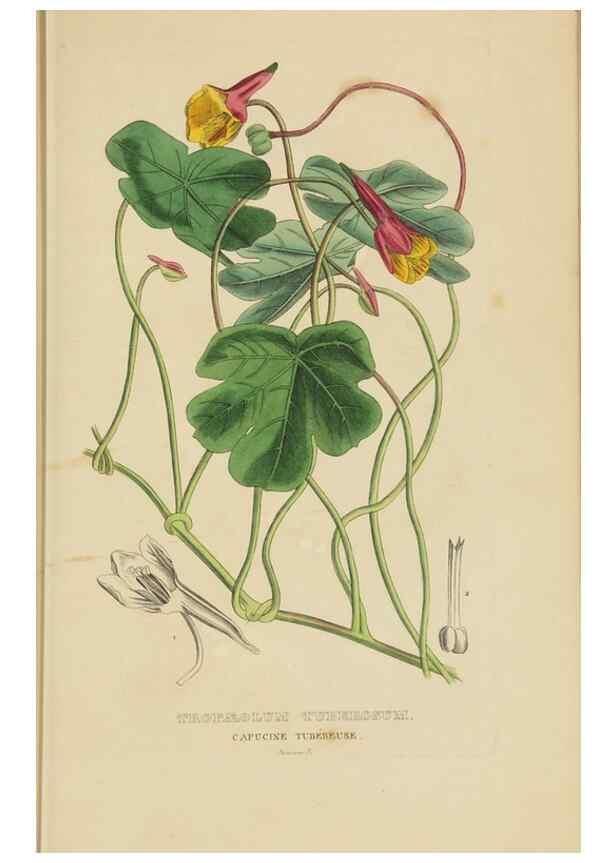 Reproducción/Reproduction 9368511753: Dictionnaire classique des sciences naturelles :. Brussels :Meline, Cans et Ce.,1853.