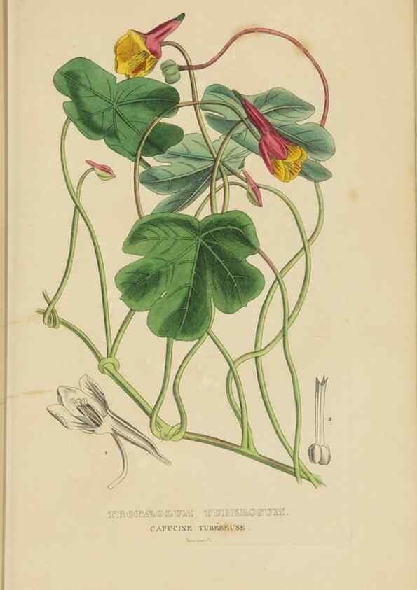 Reproducción/Reproduction 9368511753: Dictionnaire classique des sciences naturelles :. Brussels :Meline, Cans et Ce.,1853.