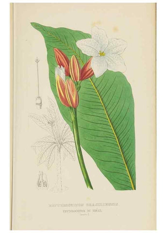 Reproducción/Reproduction 9368512671: Dictionnaire classique des sciences naturelles :. Brussels :Meline, Cans et Ce.,1853.