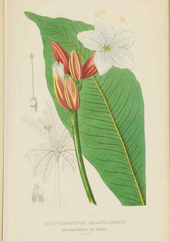 Reproducción/Reproduction 9368512671: Dictionnaire classique des sciences naturelles :. Brussels :Meline, Cans et Ce.,1853.