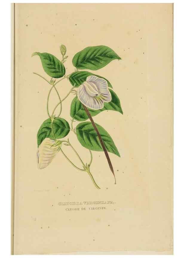 Reproducción/Reproduction 9371292832: Dictionnaire classique des sciences naturelles :. Brussels :Meline, Cans et Ce.,1853.