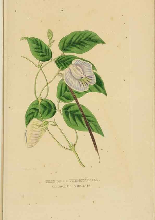Reproducción/Reproduction 9371292832: Dictionnaire classique des sciences naturelles :. Brussels :Meline, Cans et Ce.,1853.