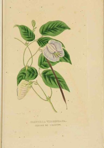 Reproducción/Reproduction 9371292832: Dictionnaire classique des sciences naturelles :. Brussels :Meline, Cans et Ce.,1853.