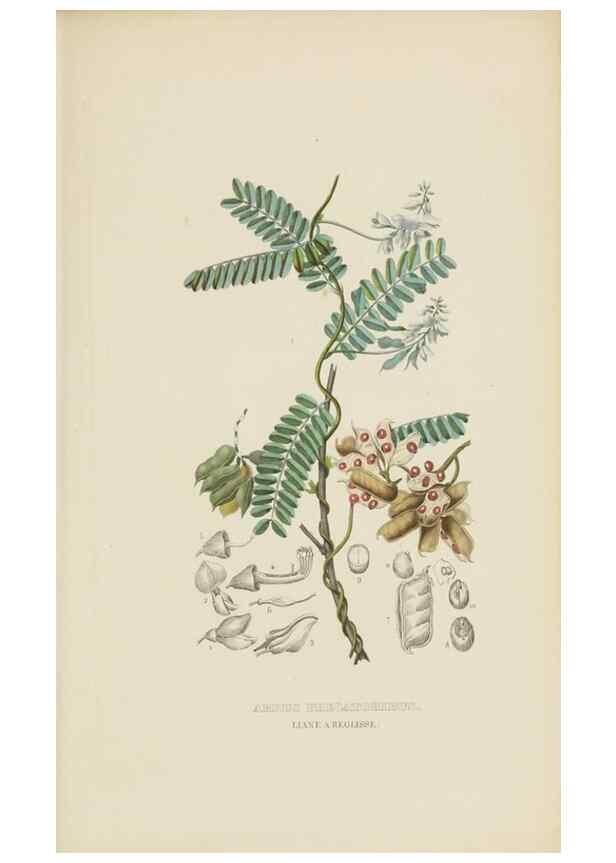 Reproducción/Reproduction 9371293606: Dictionnaire classique des sciences naturelles :. Brussels :Meline, Cans et Ce.,1853.