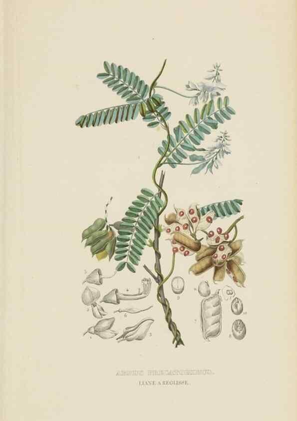 Reproducción/Reproduction 9371293606: Dictionnaire classique des sciences naturelles :. Brussels :Meline, Cans et Ce.,1853.
