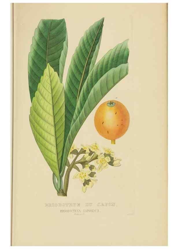 Reproducción/Reproduction 9371294692: Dictionnaire classique des sciences naturelles :. Brussels :Meline, Cans et Ce.,1853.