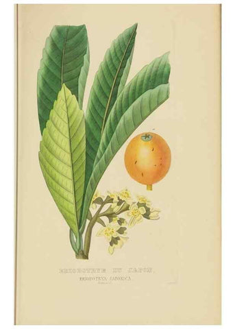 Reproducción/Reproduction 9371294692: Dictionnaire classique des sciences naturelles :. Brussels :Meline, Cans et Ce.,1853.