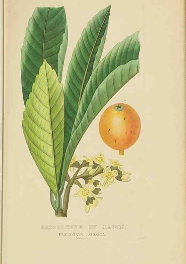Reproducción/Reproduction 9371294692: Dictionnaire classique des sciences naturelles :. Brussels :Meline, Cans et Ce.,1853.