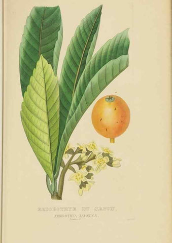 Reproducción/Reproduction 9371294692: Dictionnaire classique des sciences naturelles :. Brussels :Meline, Cans et Ce.,1853.