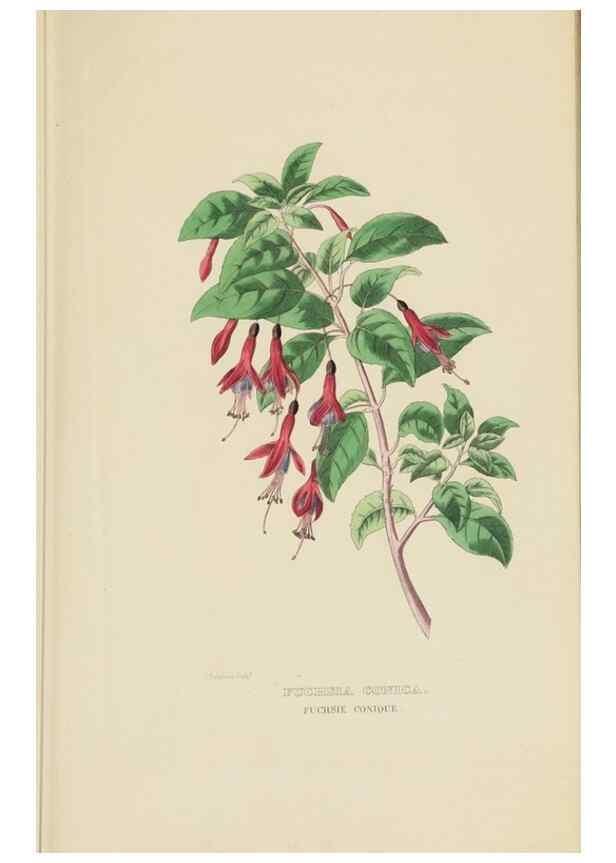 Reproducción/Reproduction 9368516581: Dictionnaire classique des sciences naturelles :. Brussels :Meline, Cans et Ce.,1853.