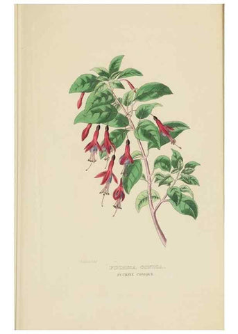 Reproducción/Reproduction 9368516581: Dictionnaire classique des sciences naturelles :. Brussels :Meline, Cans et Ce.,1853.