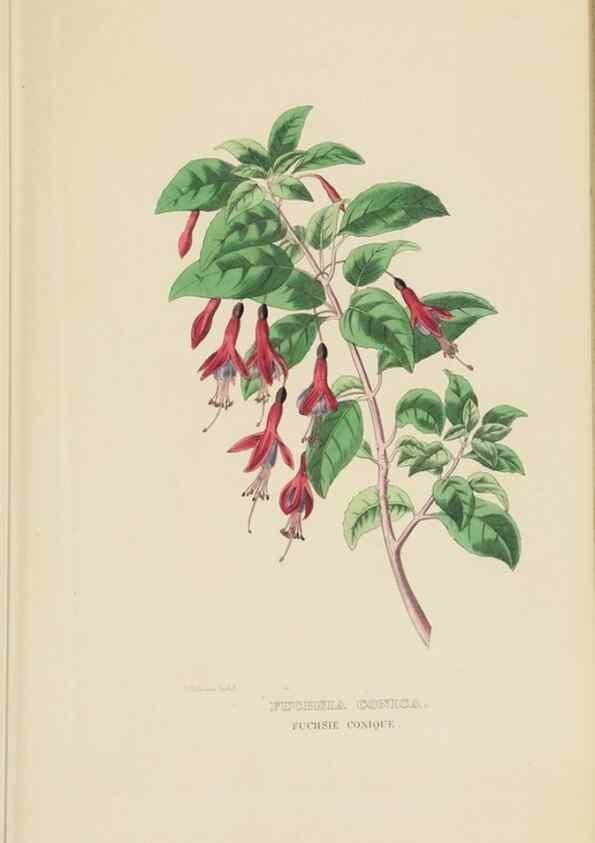 Reproducción/Reproduction 9368516581: Dictionnaire classique des sciences naturelles :. Brussels :Meline, Cans et Ce.,1853.