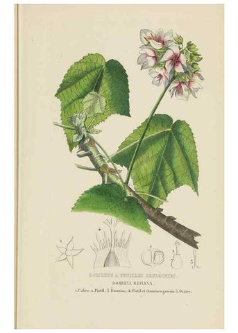 Reproducción/Reproduction 9371287954: Dictionnaire classique des sciences naturelles :. Brussels :Meline, Cans et Ce.,1853.