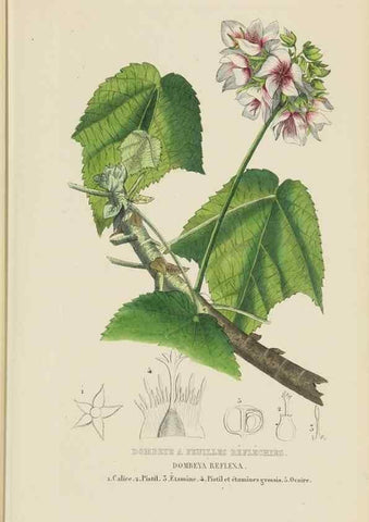 Reproducción/Reproduction 9371287954: Dictionnaire classique des sciences naturelles :. Brussels :Meline, Cans et Ce.,1853.