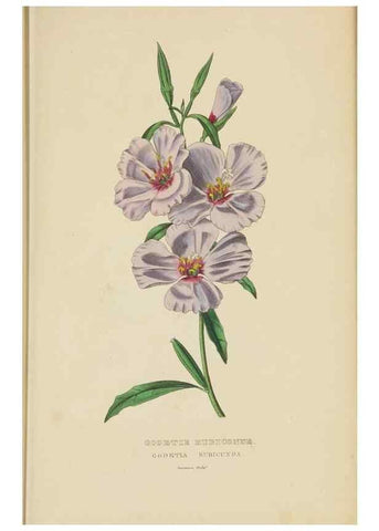 Reproducción/Reproduction 9368517603: Dictionnaire classique des sciences naturelles :. Brussels :Meline, Cans et Ce.,1853.