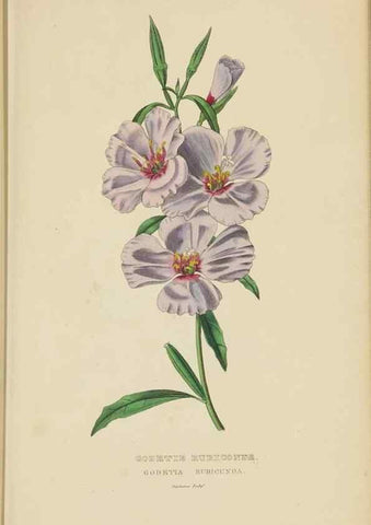 Reproducción/Reproduction 9368517603: Dictionnaire classique des sciences naturelles :. Brussels :Meline, Cans et Ce.,1853.