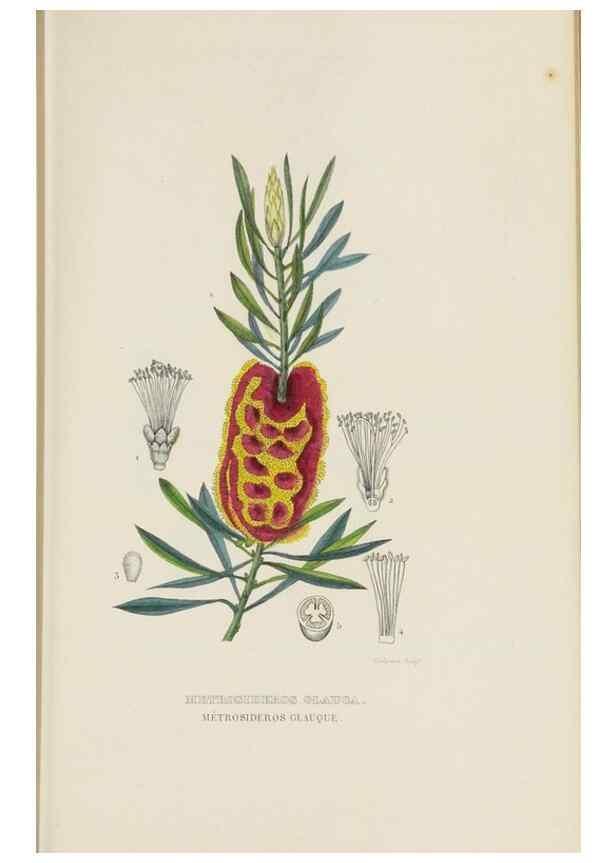 Reproducción/Reproduction 9371298552: Dictionnaire classique des sciences naturelles :. Brussels :Meline, Cans et Ce.,1853.