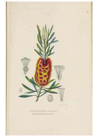 Reproducción/Reproduction 9371298552: Dictionnaire classique des sciences naturelles :. Brussels :Meline, Cans et Ce.,1853.