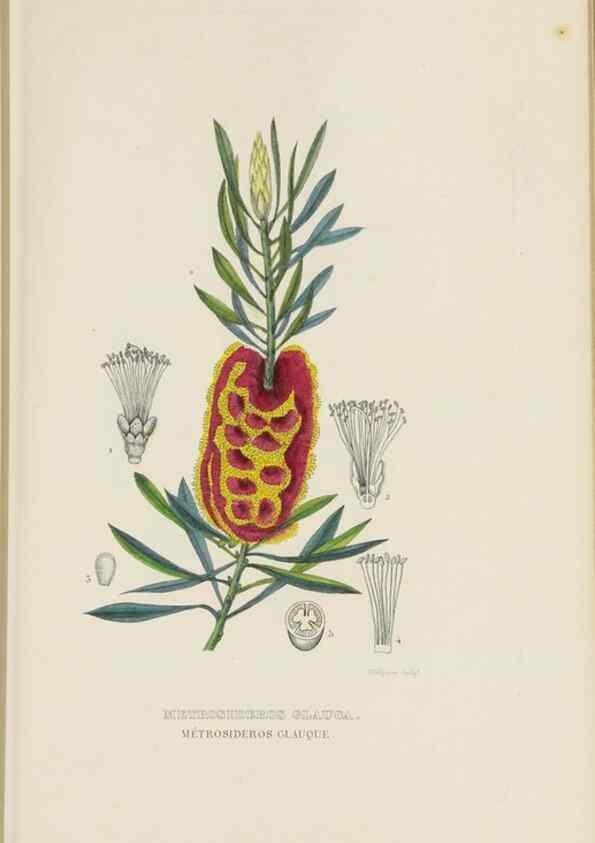 Reproducción/Reproduction 9371298552: Dictionnaire classique des sciences naturelles :. Brussels :Meline, Cans et Ce.,1853.