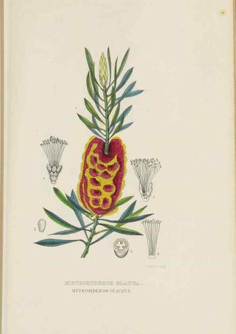 Reproducción/Reproduction 9371298552: Dictionnaire classique des sciences naturelles :. Brussels :Meline, Cans et Ce.,1853.