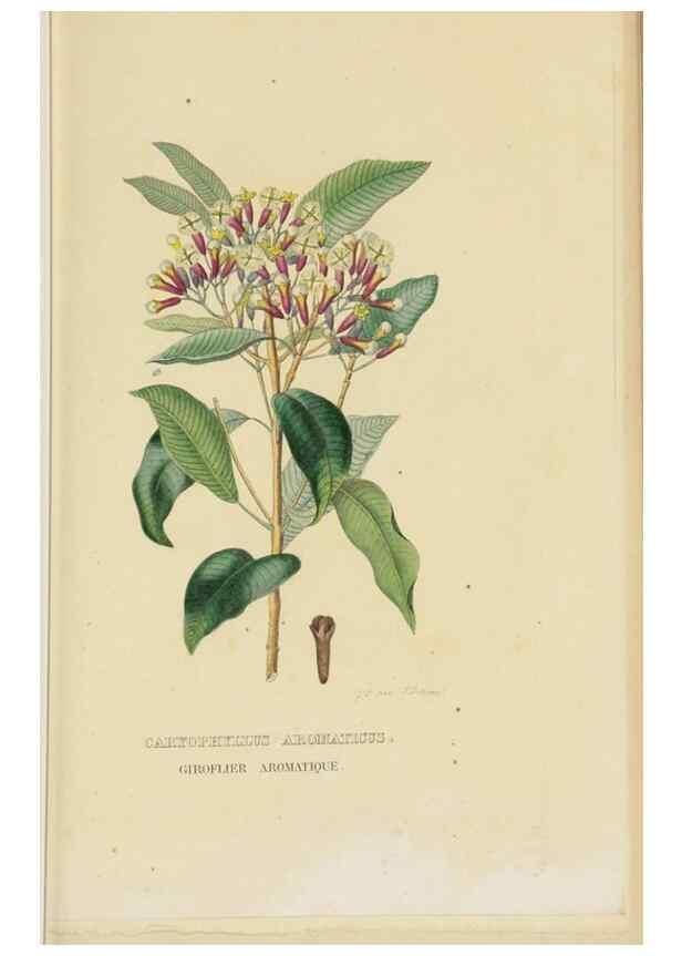 Reproducción/Reproduction 9371299548: Dictionnaire classique des sciences naturelles :. Brussels :Meline, Cans et Ce.,1853.