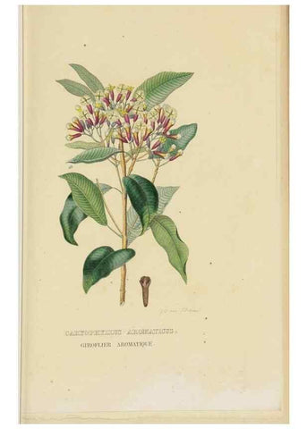 Reproducción/Reproduction 9371299548: Dictionnaire classique des sciences naturelles :. Brussels :Meline, Cans et Ce.,1853.